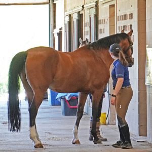Roberson-Equestrian-Facility-Roberson-Equestrian-Facility-Horse-Boarding-Murfreesboro-Tennessee